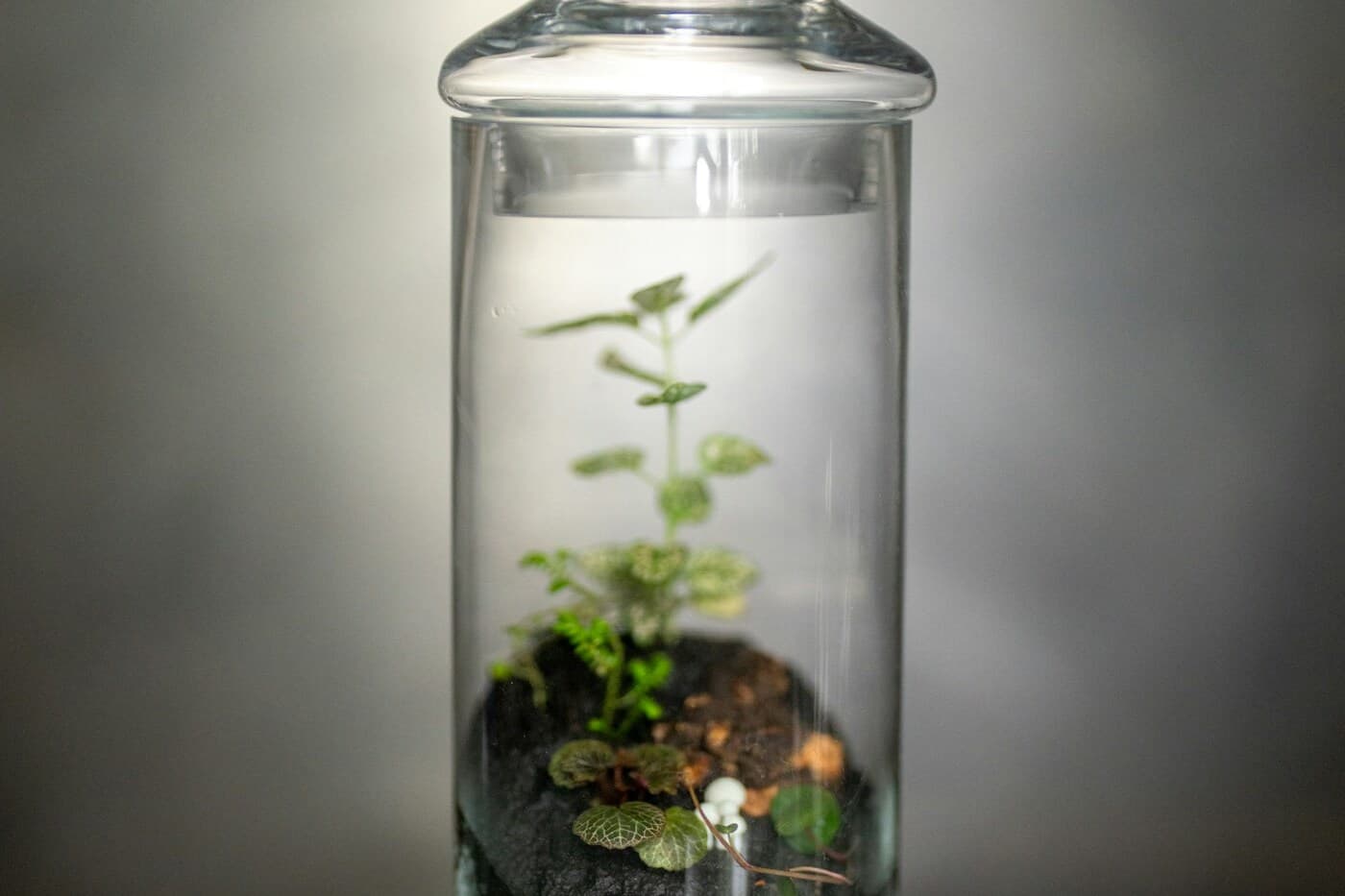 Small planted glass jar terrarium on a clean surface