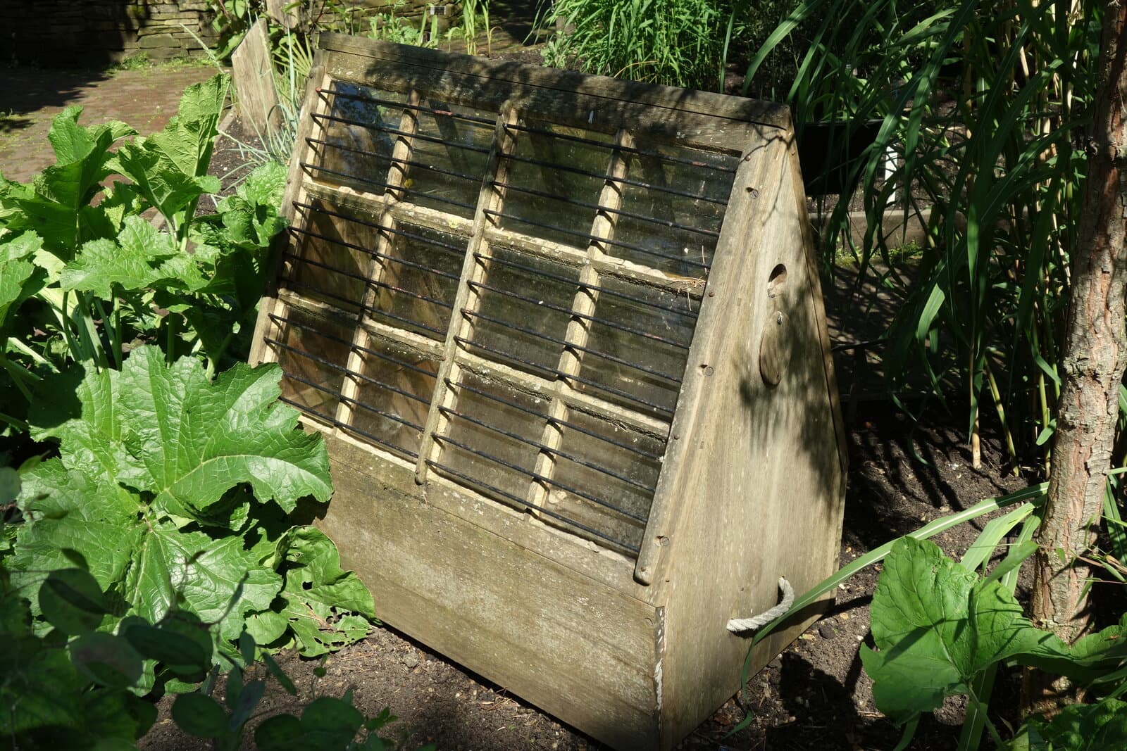 Rectangular wooden Wardian case with sloping glass panes and a handle, photographed outdoors at Chelsea Physic Garden.